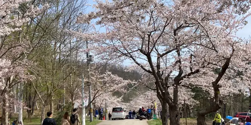 東明公園桜